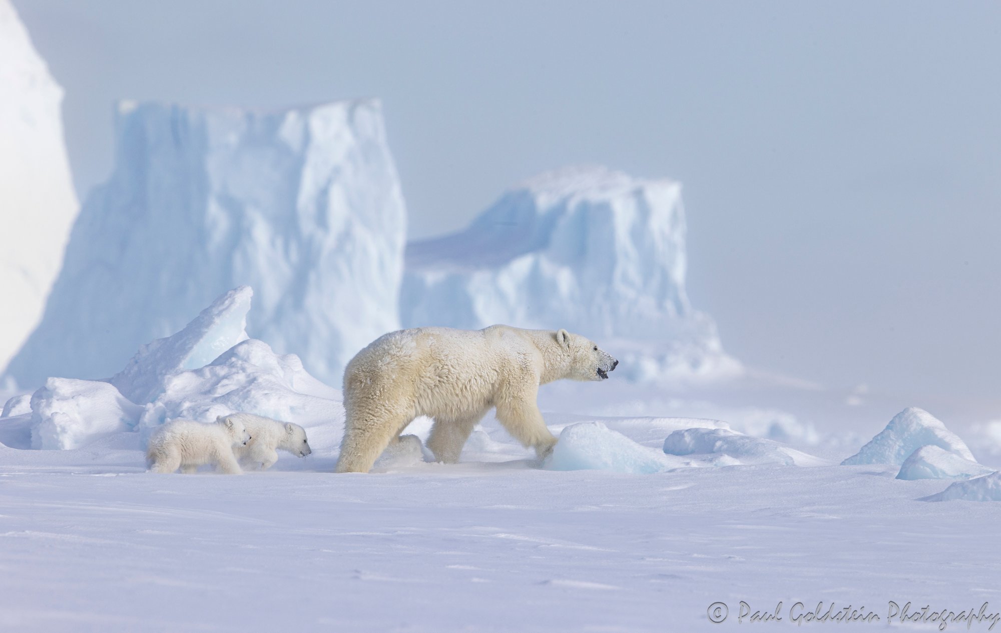 Spring Polar Bears & Icebergs - T 10 - Paul Goldstein -  Arctic Kingdom - Polar Bears - Arctic Wildlife11